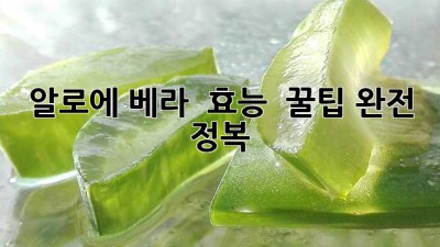 알로에 베라 🌱 효능 & 꿀팁 완전 정복! 💯